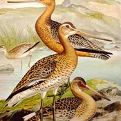 Black-tailed Godwit